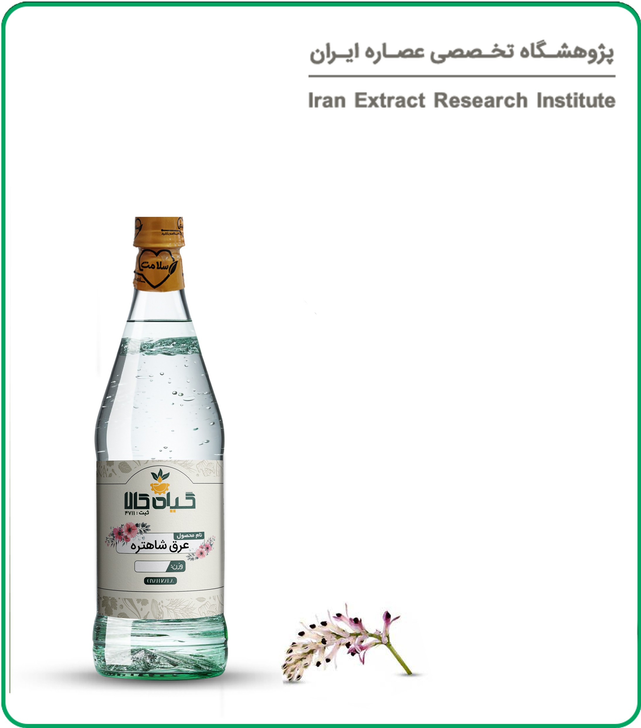 عرق کاسنی و شاتره برای کبد چرب