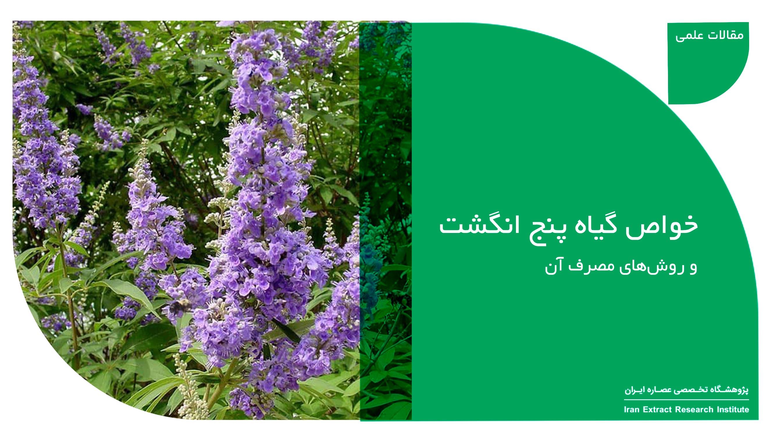 خواص گیاه پنج انگشت