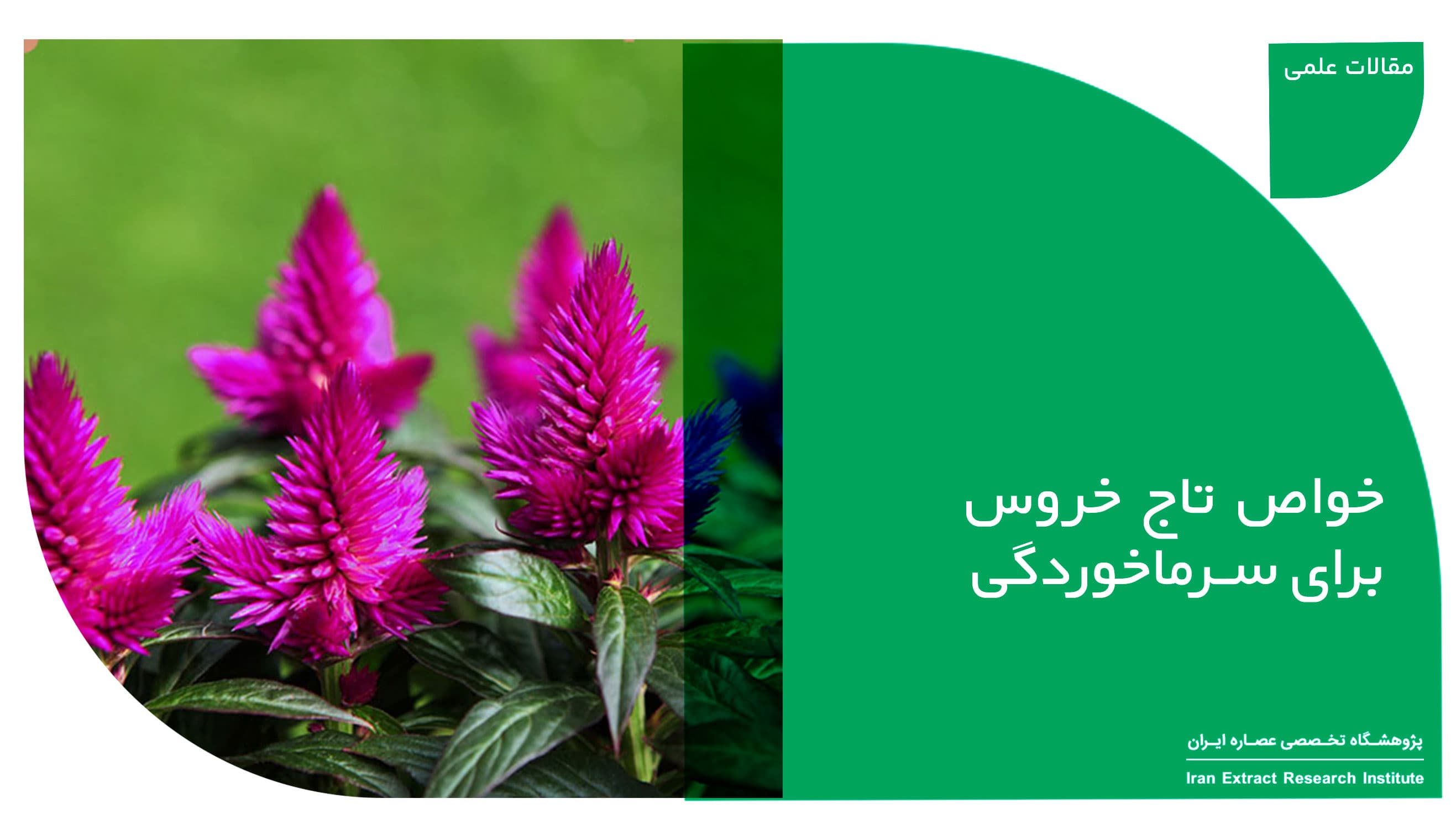 تاج خروس برای سرماخوردگی