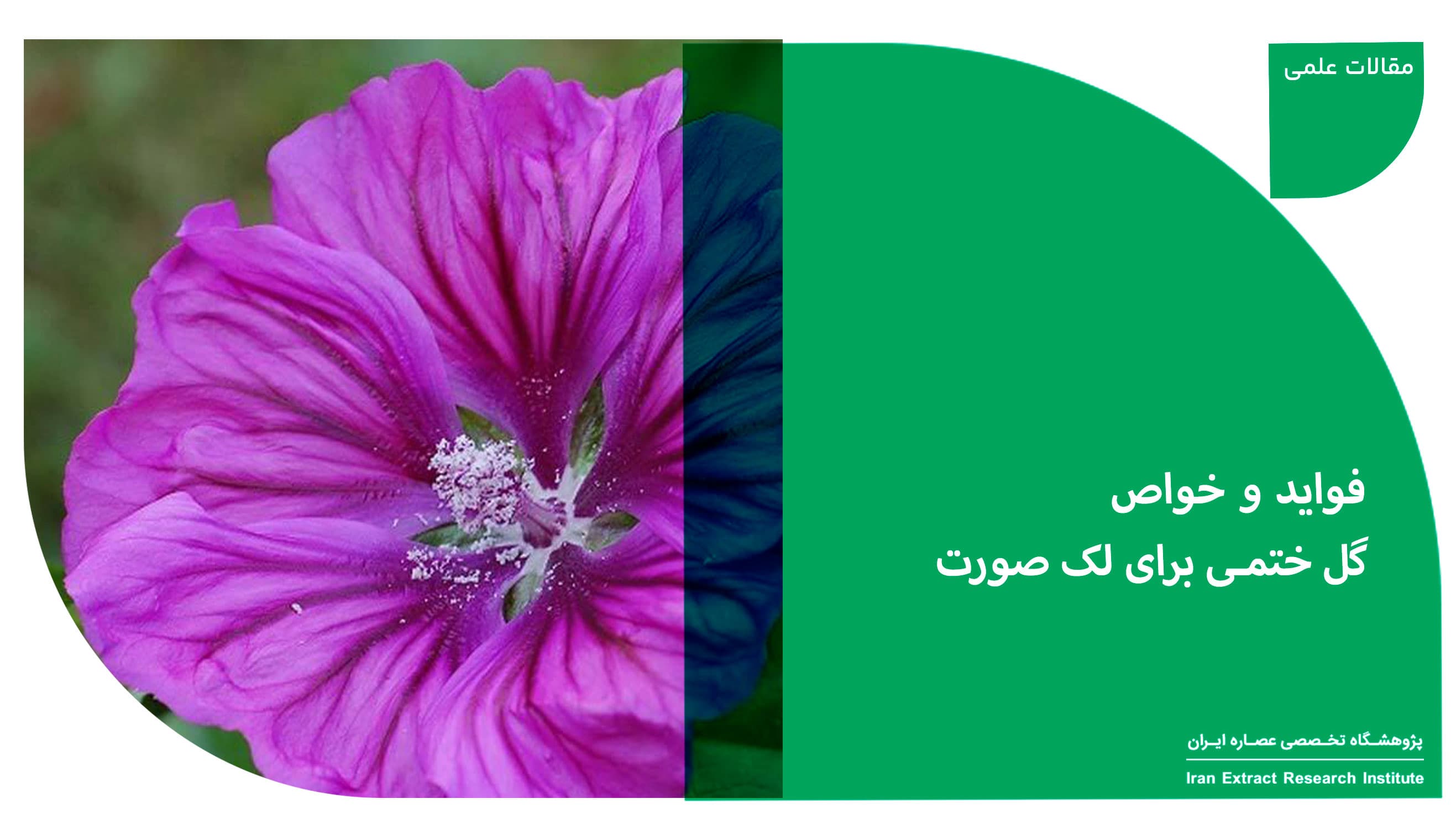 خواص گل ختمی برای لک صورت