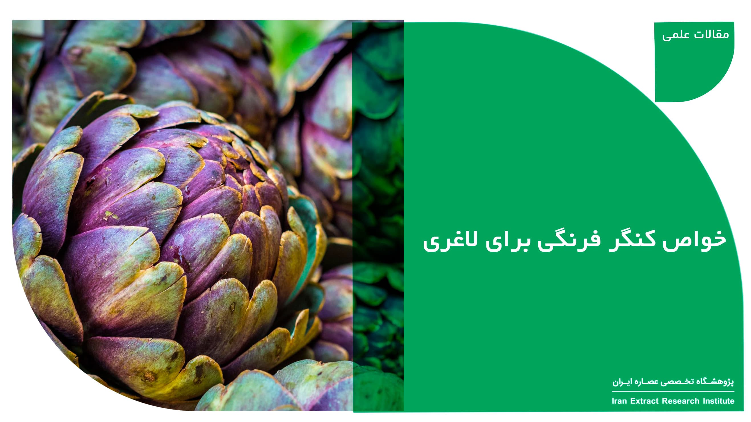 خواص کنگر فرنگی برای لاغری