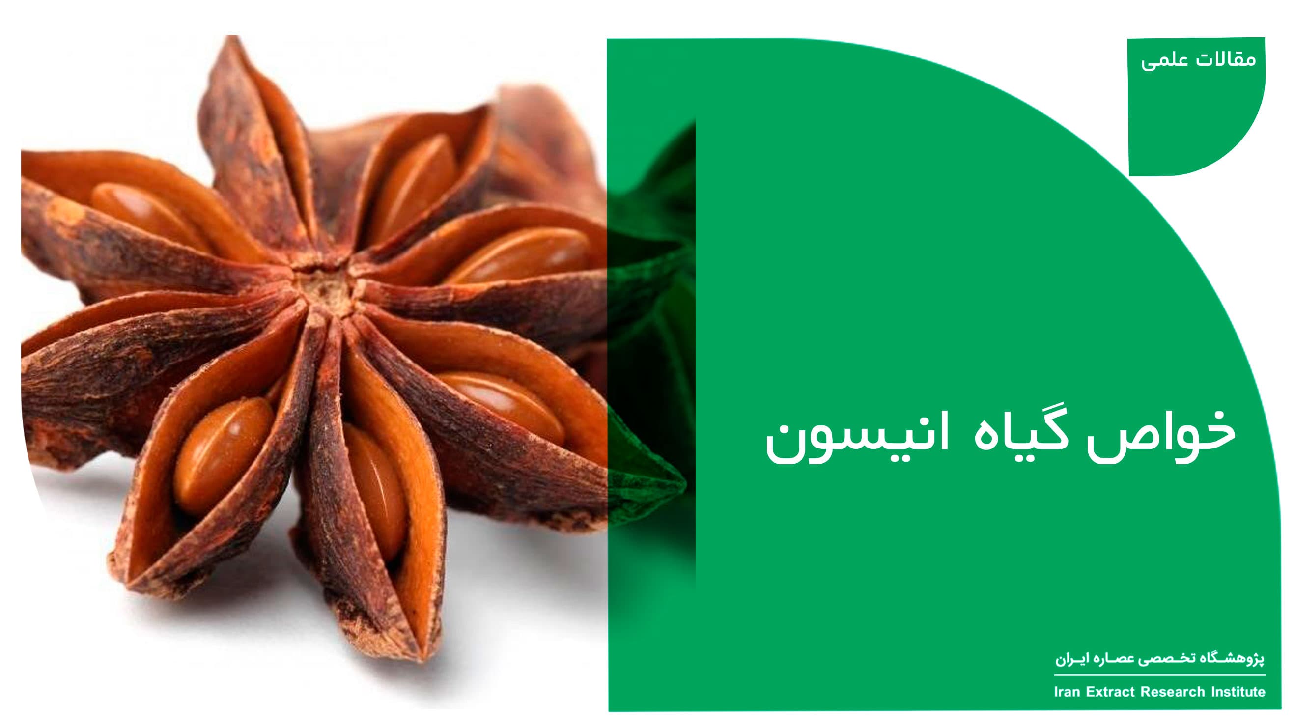 خواص گیاه انیسون
