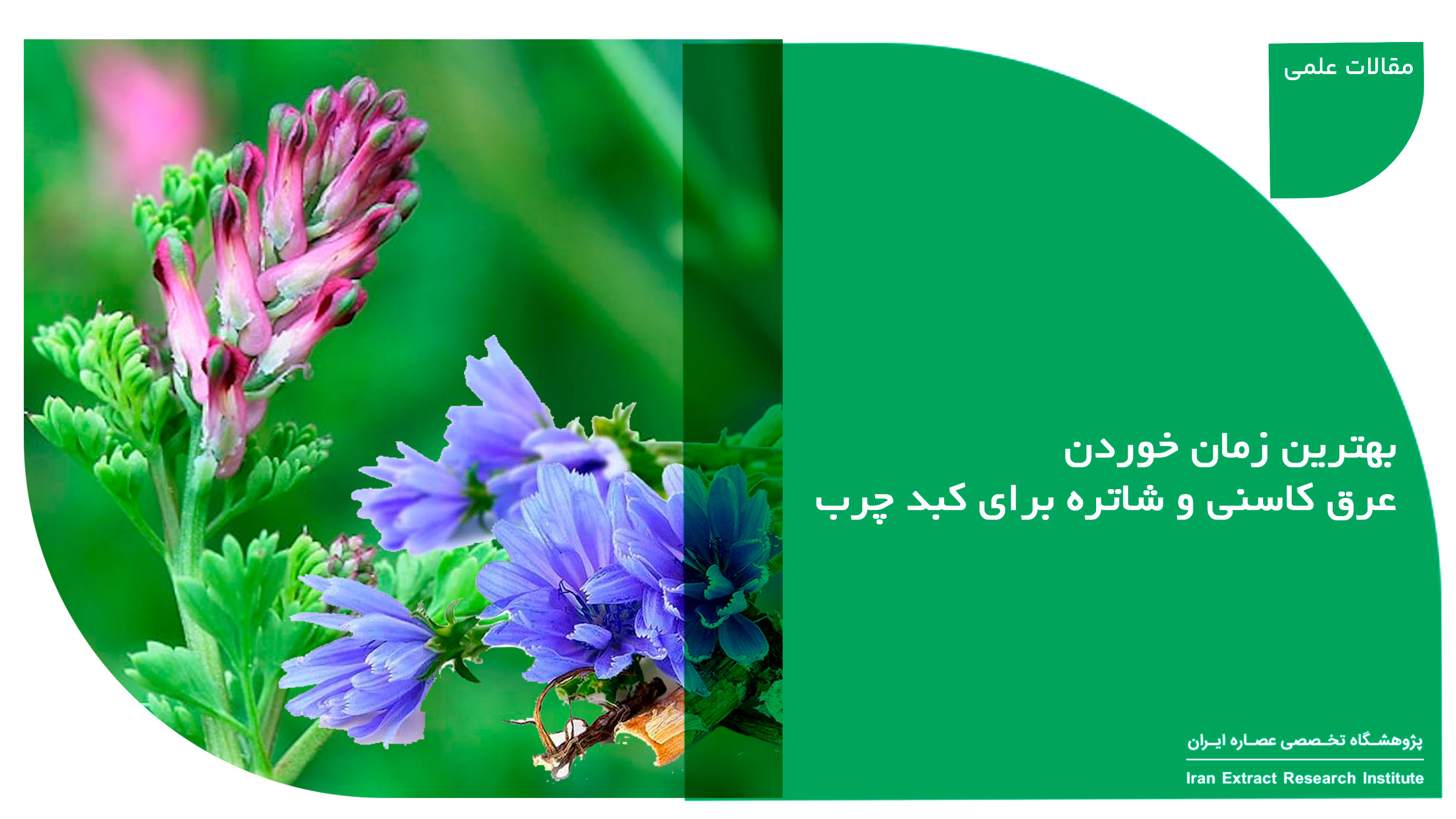 عرق کاسنی و شاتره برای کبد چرب