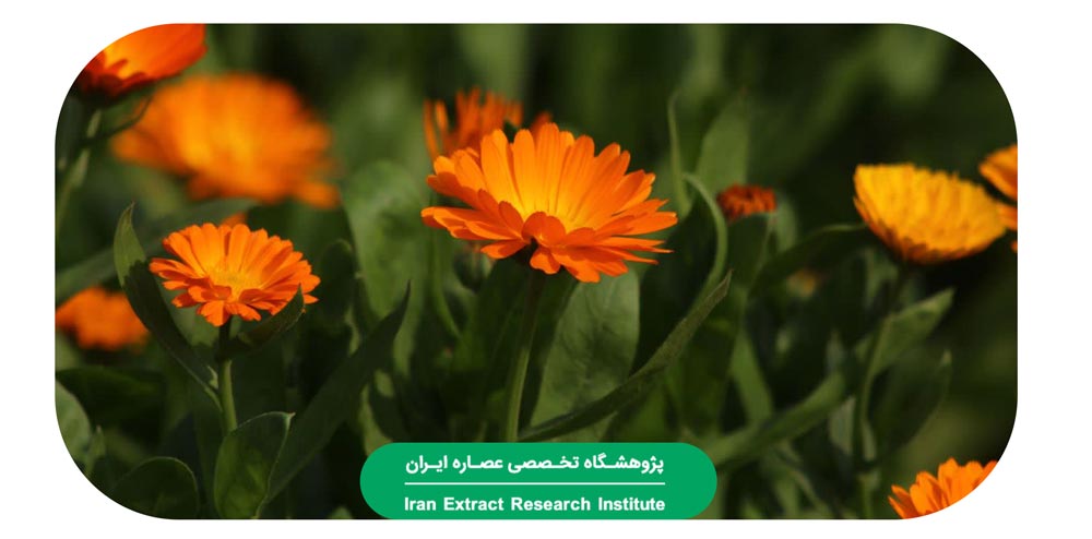 گل-همیشه بهار
